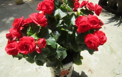 拿这4样“颗粒”养花，预防烂根问题、增肥，切记注意“分寸”