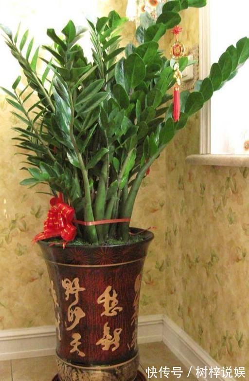 金钱树用“它”养，一月来2勺，小芽小根长不停，金钱叶一串串！