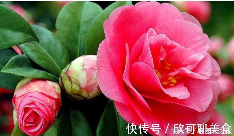 茶花|养花就养4种花,好养易活花量大,开花就爆盆,不易生病好养护