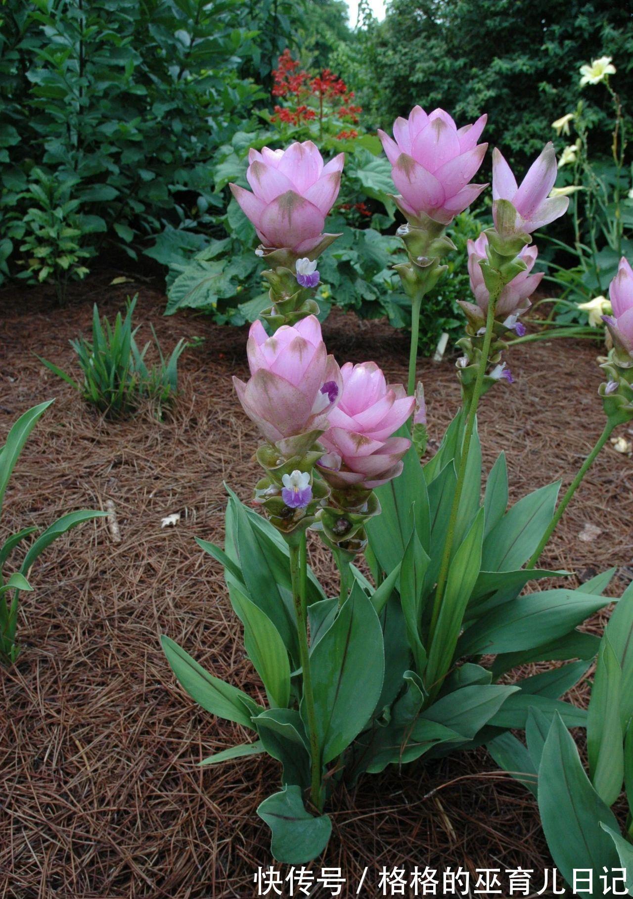 一块“大生姜”,开满粉荷花,家里养一盆,仙气飘飘,开花100天