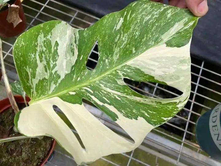 槟榔芋|据说“芋头”成了网红单品,一片破叶子居然要卖1000块