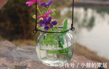 家里的各种玻璃瓶快别扔了,改造一下就是不花钱的水培瓶