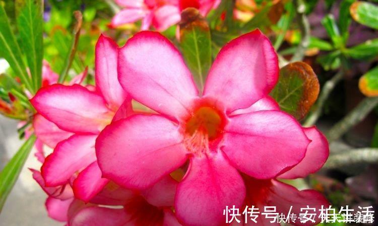 4种漂亮花,好打理易爆盆,一年四季开花不停,阳台变成百花园!