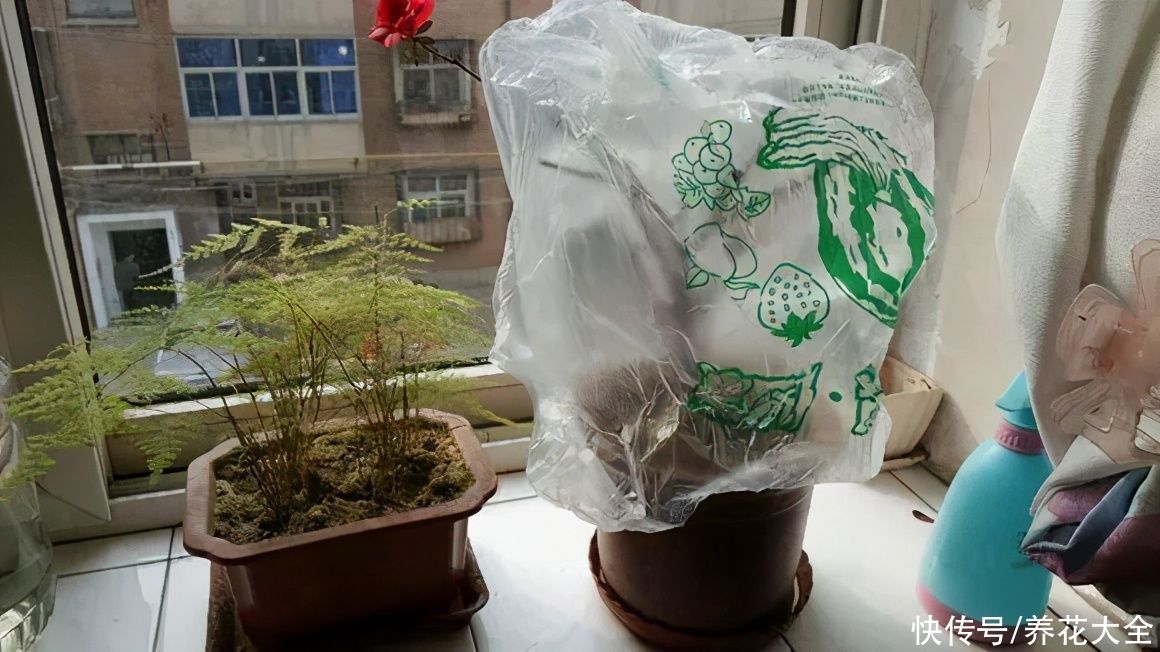 3月是给花剃头的好时机，现在狠心剪，下月就开花