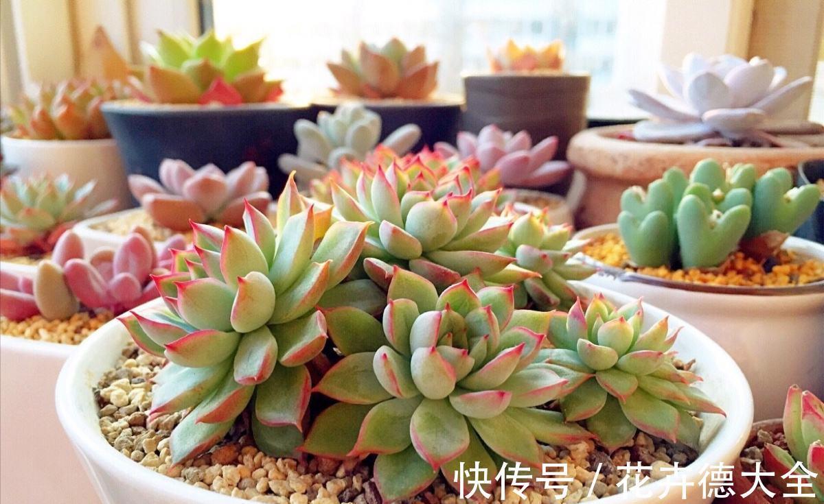降温养多肉?一点不用怕,越冷越美出状态,长得还快