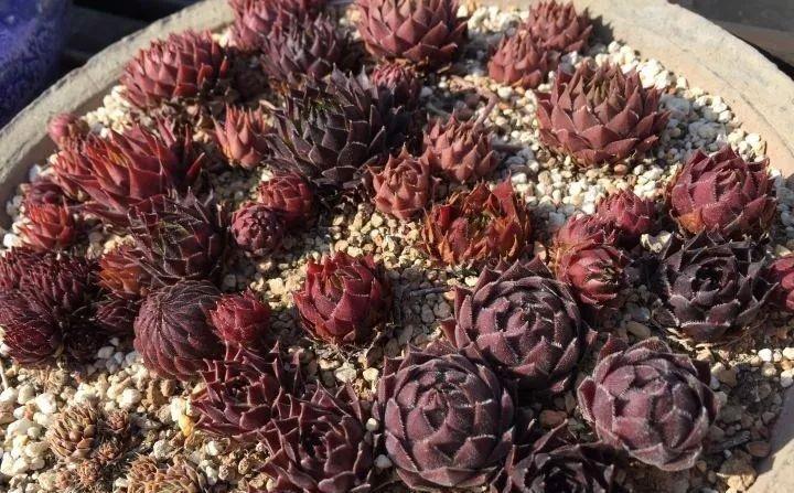 多肉植物肥美的秘诀只有一个