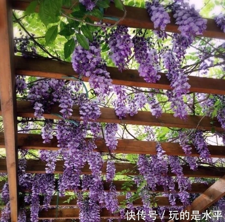 三角梅|4种花最适合阳台养,好养又漂亮,花朵开满枝头,一开就是300天!