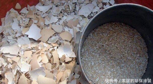 养君子兰,把这几样东西丢盆里,花朵、新芽不停冒,叶子油亮亮