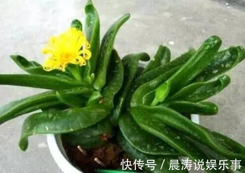 大和锦|多肉长残的照片,看一次笑一次,根治各种抑郁