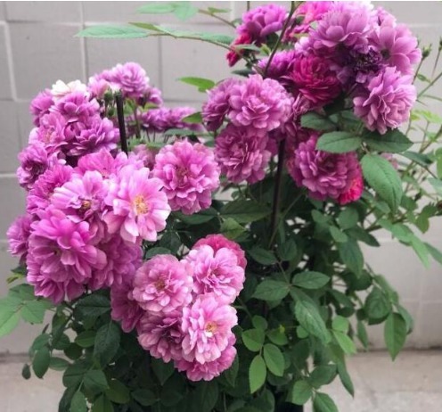 4种花,堪称“开花机器”,好养又漂亮,一年四季开花不断!