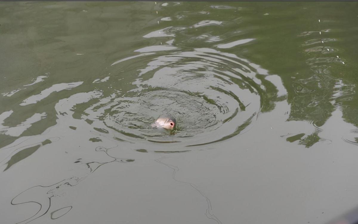 冬钓鲤鱼用什么样的饵料,鱼口会更好一些