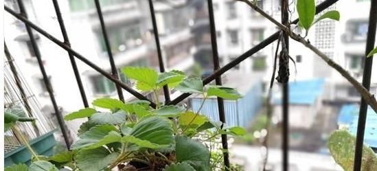 百香果|吃剩的水果种子,往盆里一种,种成小盆栽,一不小心就结出果实来