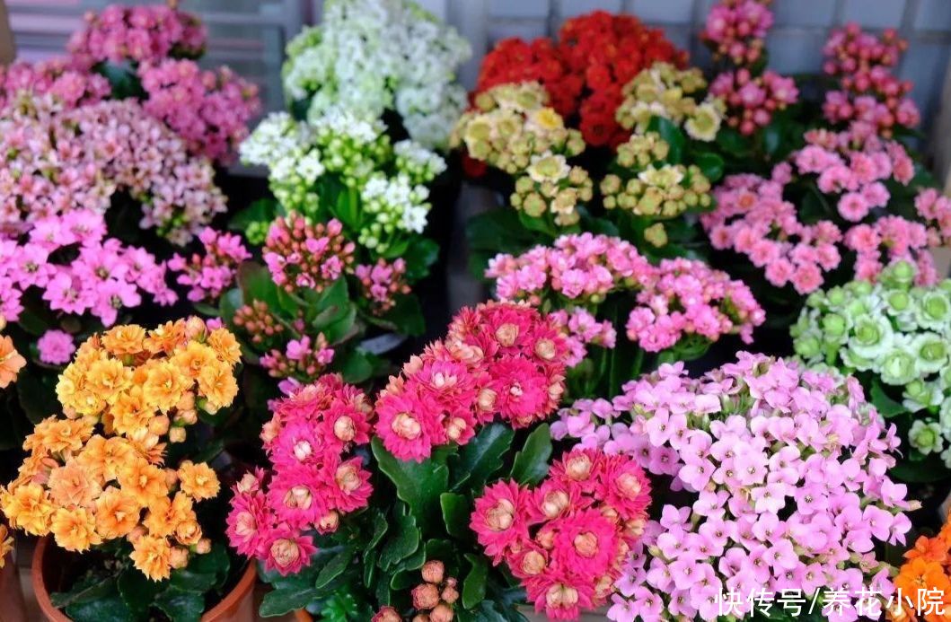 长寿花开完花，给它“剪一剪”，用上1种肥，再次长出花苞来