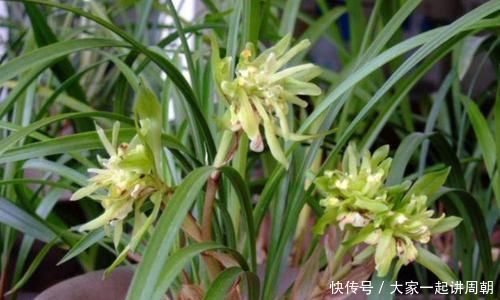 家里阳台必养此款花卉,旺宅、招财富贵来,聪明人都在养