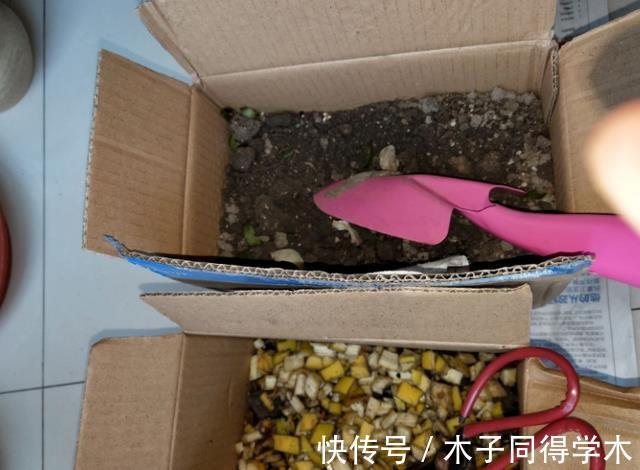 养花|香蕉皮养花,该怎么挖掘其肥力?有3种方法,第3种最得人心