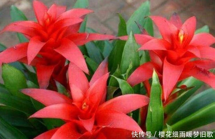 家中必养5种花,好养漂亮花期长,1个月不浇水,长得枝繁叶茂
