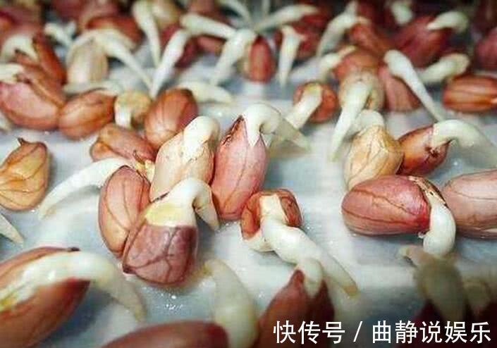 营养价值|此种食物发芽后吃，反而没毒，而且营养价值翻倍