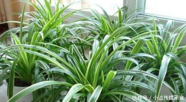 超好养的5种花,扔土里就活,给点水就疯长,漂亮大气!