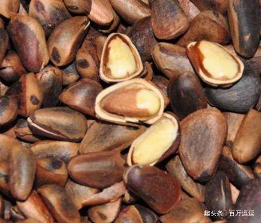 黑芝麻|被李时珍称为”回春宝“,男人可劲儿吃,或越吃肾脏越健康