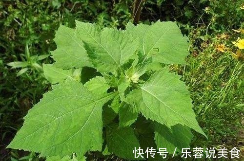 感冒草|一种野草，人称“感冒草”，家乡人喜欢泡茶喝，营养丰富价值高