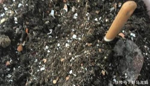 黄叶|想要酸性土养花该怎么弄兑点它们,喜酸植物不再黄叶掉花苞