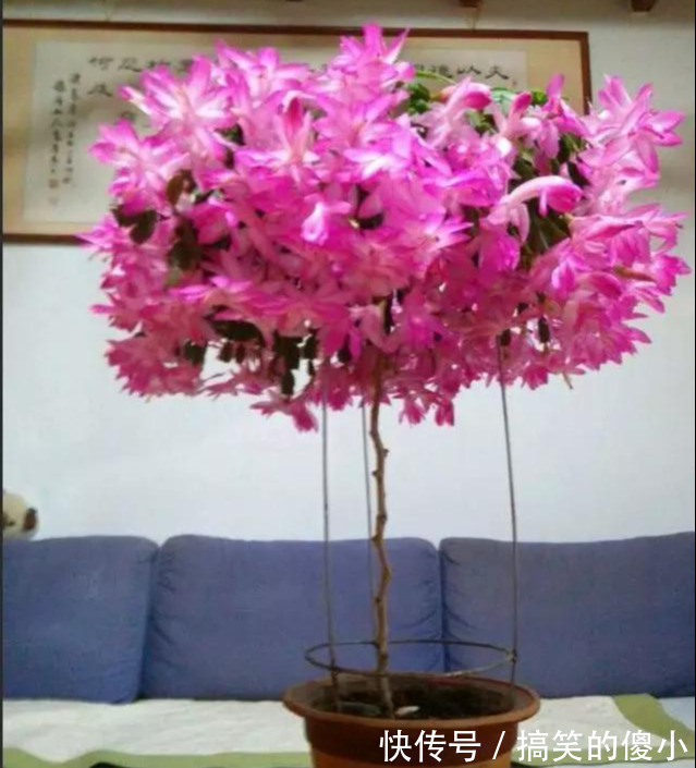 4种花专挑秋天爆盆，养一盆连续爆花3个月，花多花美