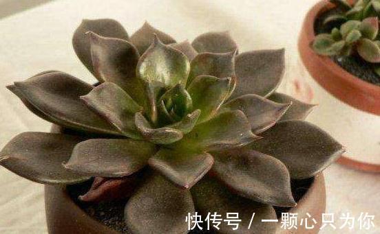 普货也能养出高级感,自带神秘bgm的多肉植物,高冷黑王子多肉