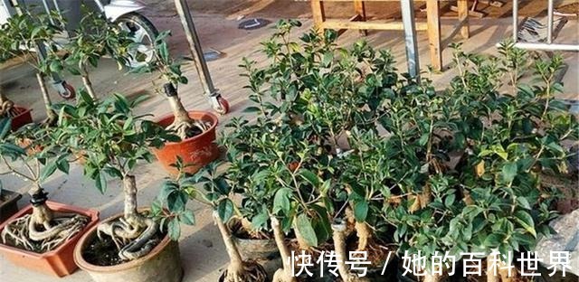 盆景|制作高价值的盆景,炼根是关键,看看怎么炼!