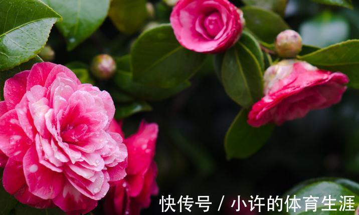 茶花|茶花秋季这样养，叶子油绿长得旺，花苞多的放不下