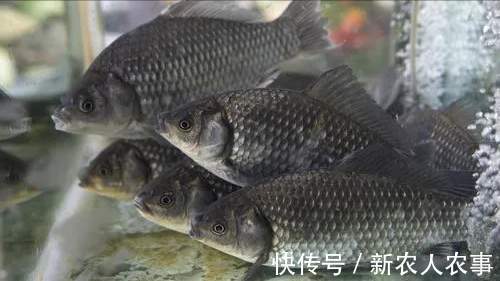 钓鱼界的天花板!四川一大爷垂钓玩出了新花样,邓刚也要让他三分