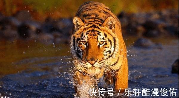 生肖|属虎人综合运势如何2021年命定的贵人生肖有谁看看有你吗