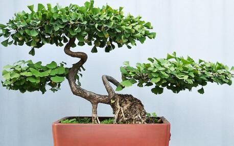 花友会|6种漂亮花,不仅外形美,还越养越值钱,富贵人家都爱养!