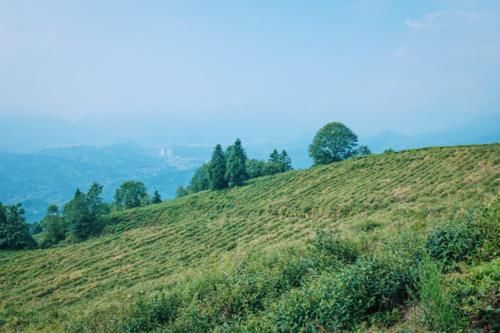 在四川与峨眉青城齐名，是茶文化的圣山，距离成都140公里