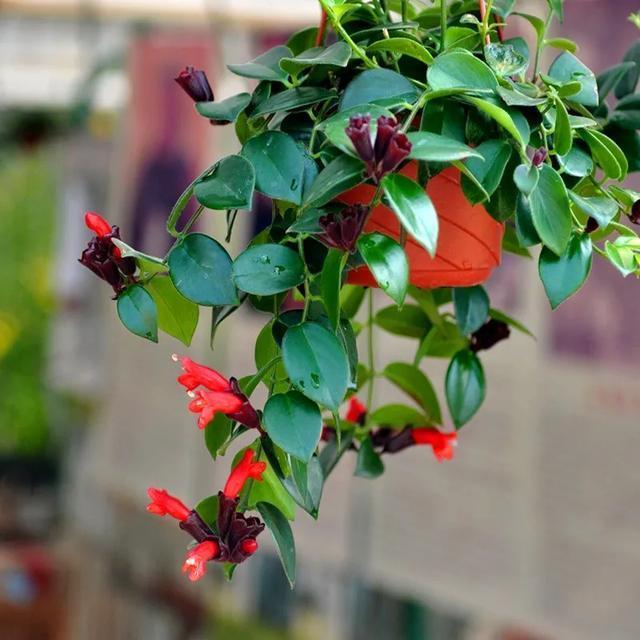 西洋杜鹃|十二生肖养什么植物最旺财,每种生肖各不同,看看你最适合养什么