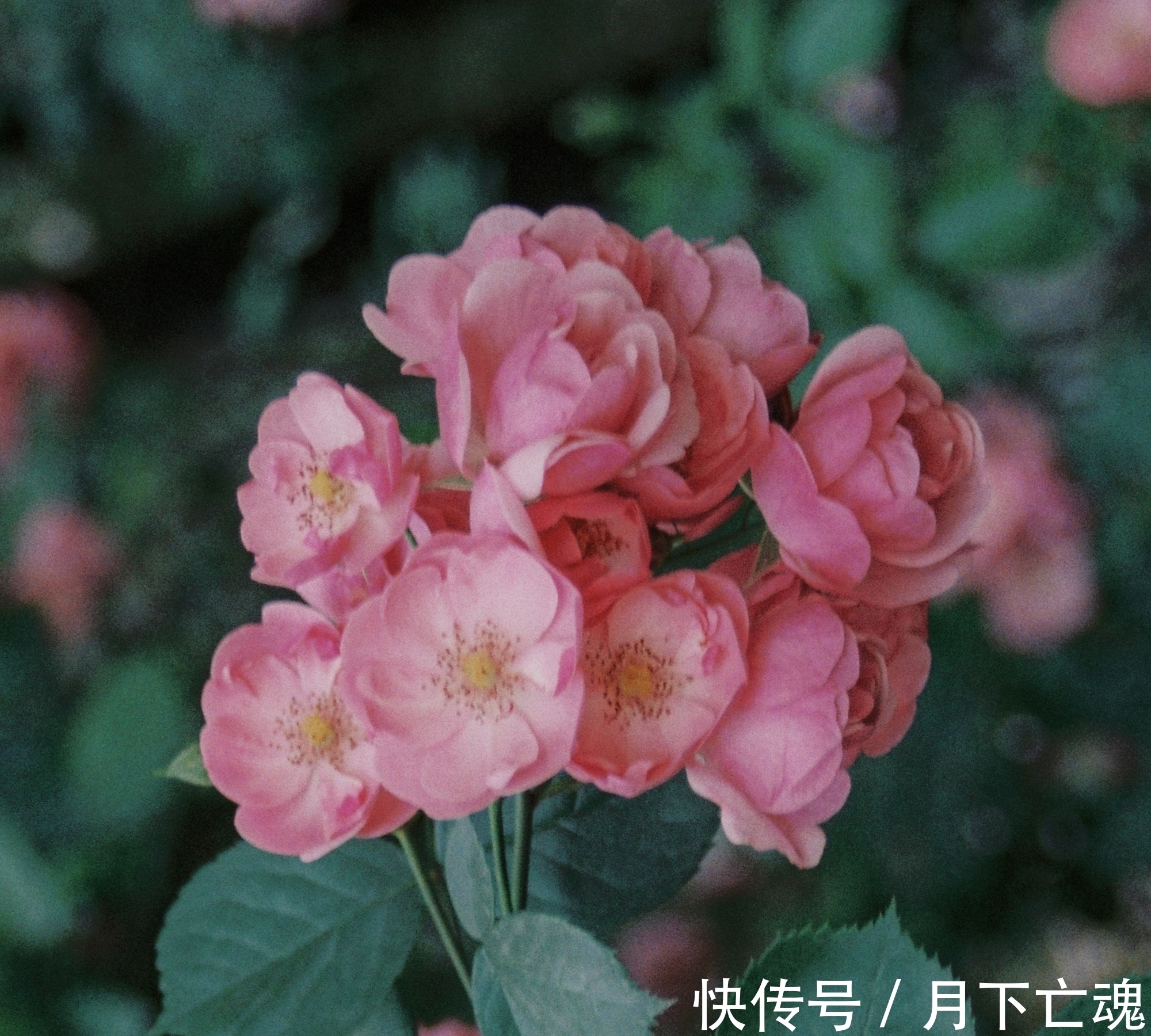 巨蟹|2周内,桃花铺地,爱情降临,再度破冰,邂逅挚爱,牵手共度余生