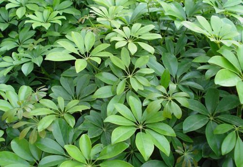 这些植物养在家里，吸收烟味，空气清新！比空气净化器还好！