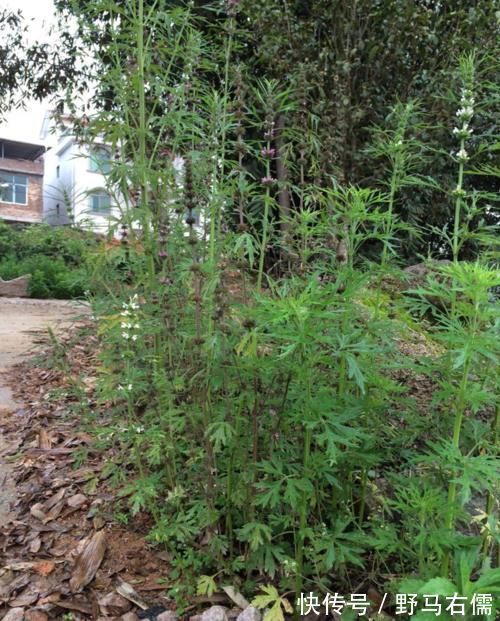 它不是杂草，如果长在你家路旁，那是福气，别不知