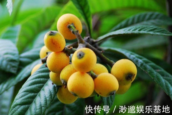 水果|被拉入“黑名单”的4种水果,不少人天天吃,果农却从来都不碰!