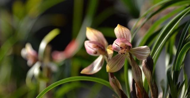 施肥|夏季养兰花要慎重,分清楚养护工作上的事,什么该做,什么不该做