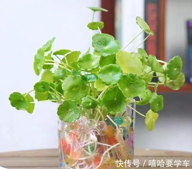 适合过年购买的8种招财植物,好看又吉祥!