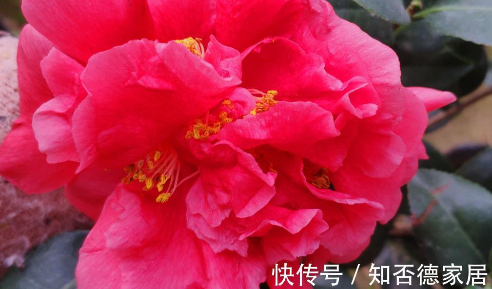 克瑞墨大牡丹,开花了,太漂亮了,赶紧去养一盆