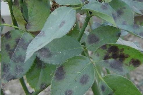 杜鹃花|月季花杜鹃花栀子花总是养不活教你一招,连开3个月!