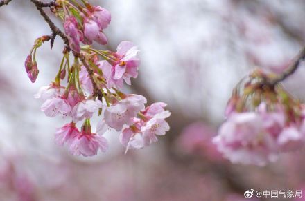 “樱”你而绽放，春来好花枝