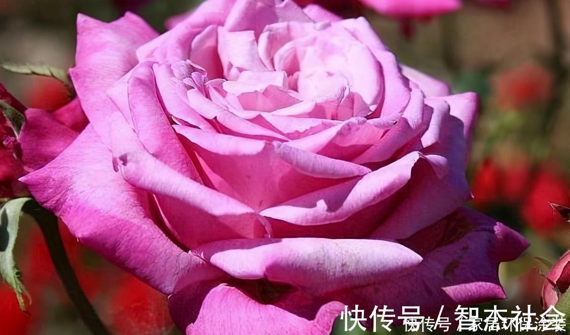 20款紫色月季品种。浓香、抗病非常好养，天然紫色唯美盛开