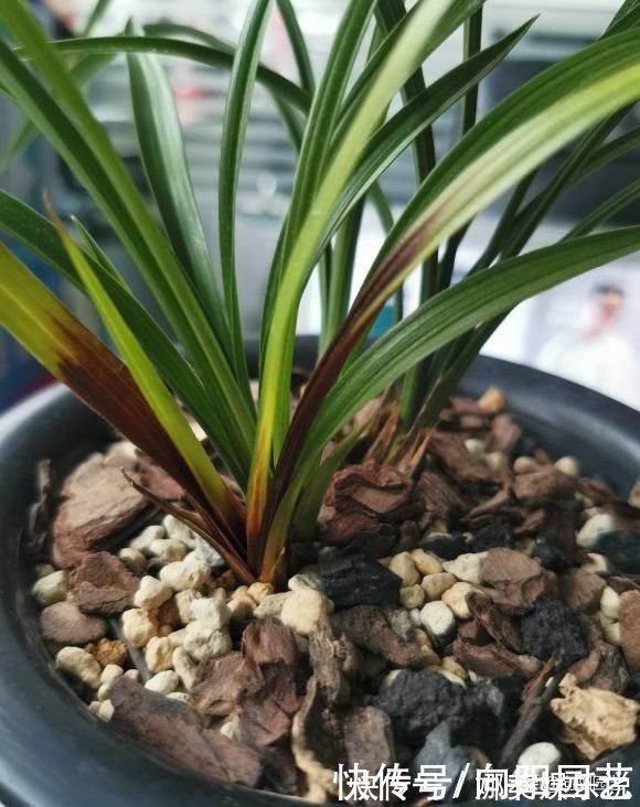 种兰花,植料不用买,公园里捡一些松树皮,养兰花促进开花