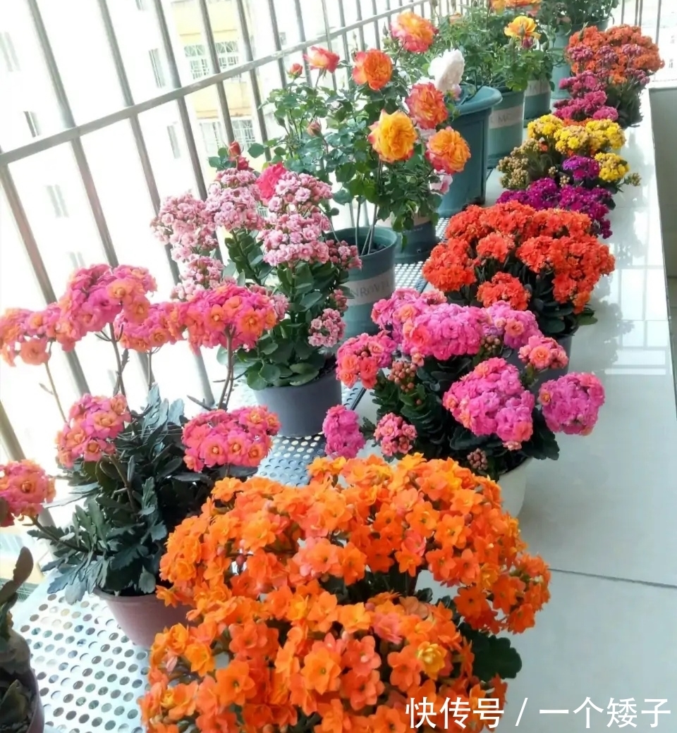 入秋后，长寿花这样养起来，避免它“装菜”不打花苞！