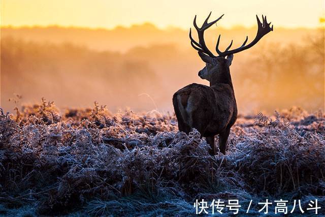 雪夜$看看10位名家笔下的雪景，太经典了！