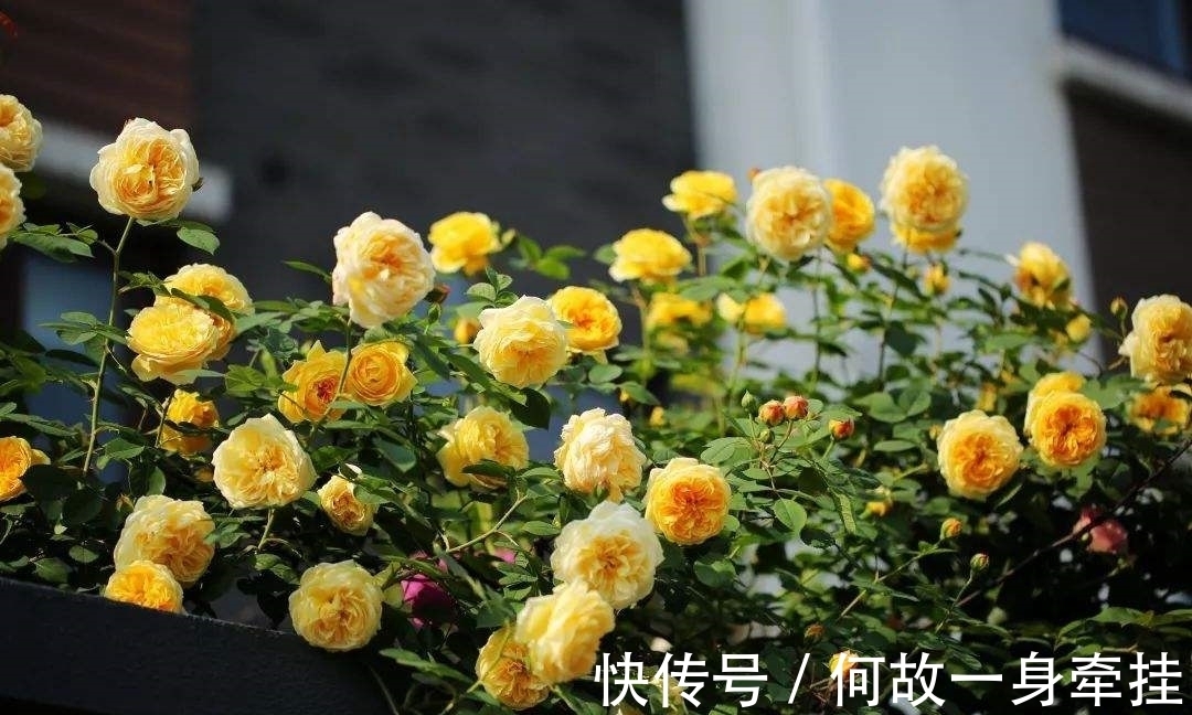 6种漂亮花“不吉利”,讲究人一般不养,但是太漂亮,看着就喜欢