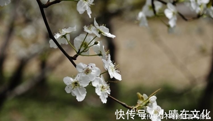 旧爱|十天之内，缘分桃花非常妥协，爱情更加坚固的四个生肖