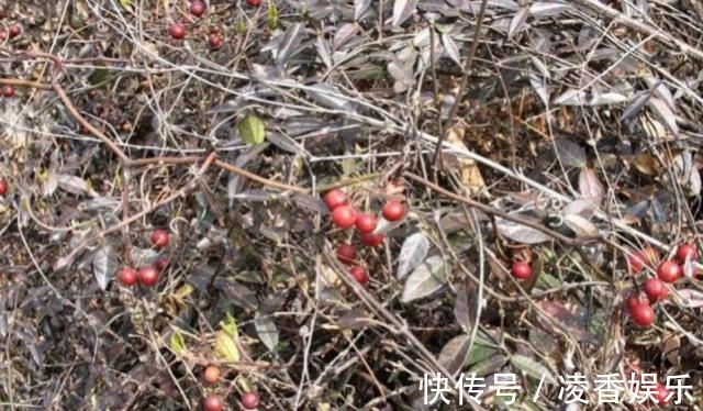 金刚藤|荒地上一种带刺树藤,老农挖根部泡酒喝祛风湿,藤做成手镯不便宜